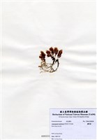 藏品(蘆筍藻)的圖片